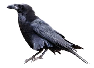 Raven