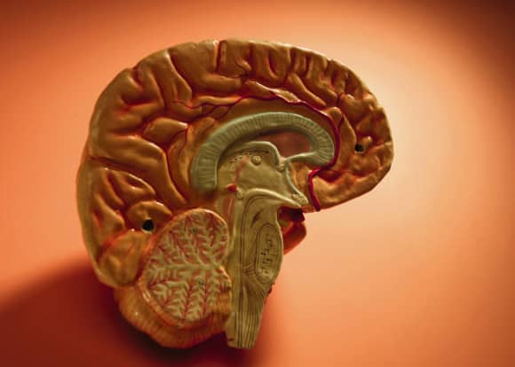 brain