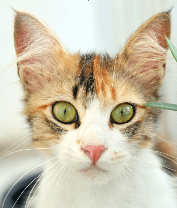 scaredy cat