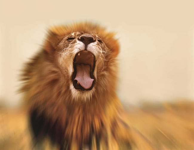 Lion roar