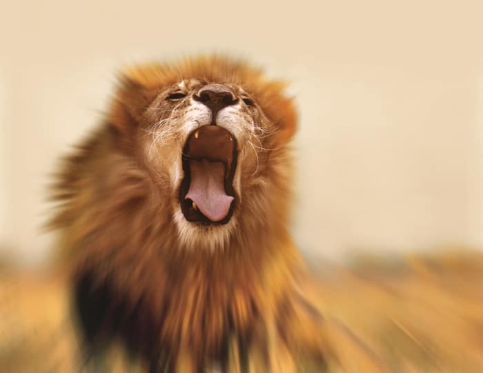 Lion roar