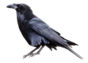 Rook Definition & Meaning - Merriam-Webster