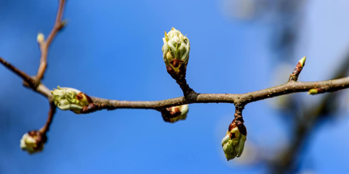 buds emerging from a vine with a bright blue sky in the background