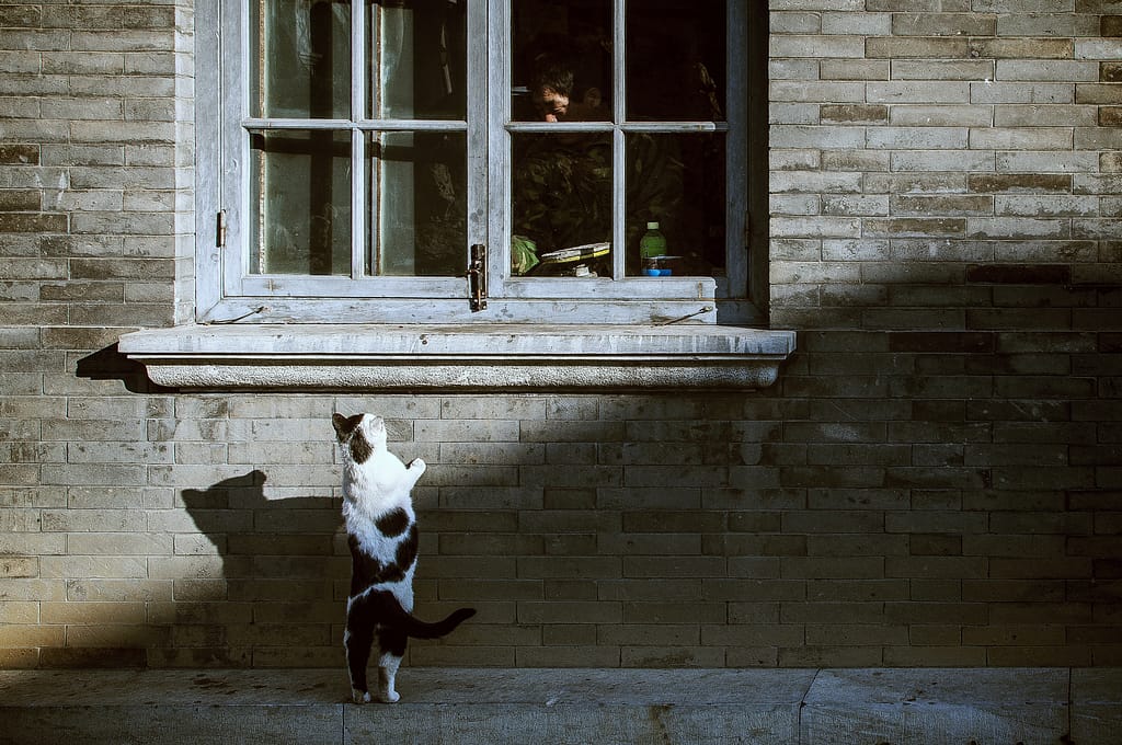 Cat looking into a window