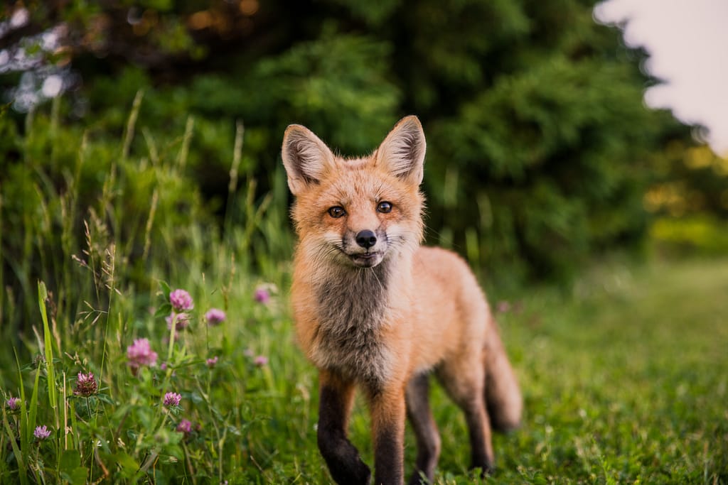 Wolf cub near flowers