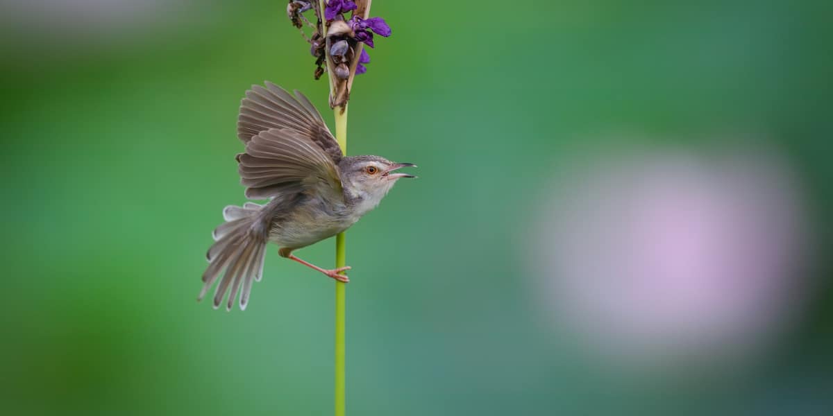 hummingbird holds onto a branch and has an open beak