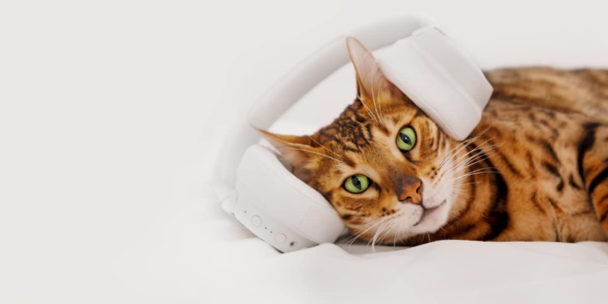 cat wearing headphones presumably listens to podcasts (maybe even Teaching in Higher Ed?) :-)