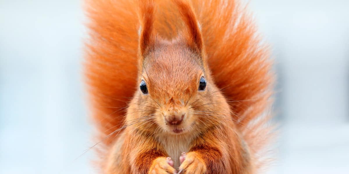 red squirrel with a fluffy tail looks surprised
