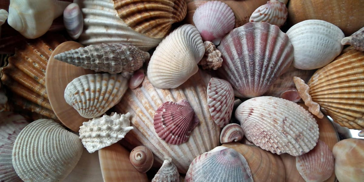 seashells of various types and colors
