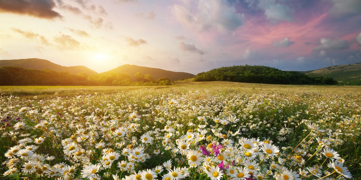 spring wildflowers with a sunset