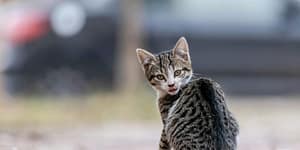 kitten looks behind from where it is facing