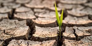small plant emerges from dry