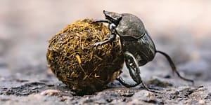 large bug struggles to push a ball made of twigs and mud