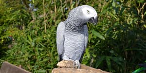 grey parrot