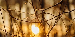 Branches with bits of ice on them and a sunset in the background