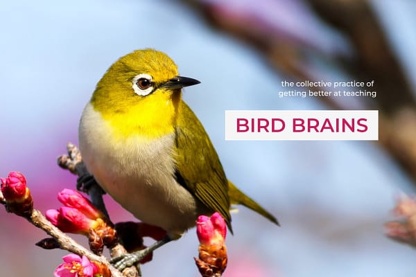 Yellow and brown bird sits on a branch, which is filled with pink blossoms