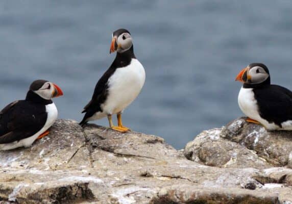 three puffins on the shore