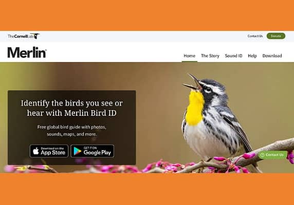 Merlin Bird ID- Cornel Ornithology lab