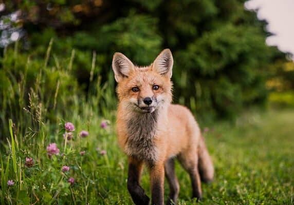 Wolf cub near flowers